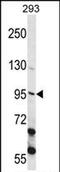 Epithelial Cell Transforming 2 antibody, PA5-71911, Invitrogen Antibodies, Western Blot image 