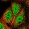 TraB Domain Containing antibody, HPA000822, Atlas Antibodies, Immunofluorescence image 