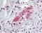 Taxilin Beta antibody, orb96678, Biorbyt, Immunohistochemistry paraffin image 