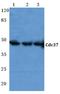 Cell Division Cycle 37 antibody, AP06781PU-N, Origene, Western Blot image 