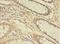Thyroid Hormone Receptor Alpha antibody, LS-C370427, Lifespan Biosciences, Immunohistochemistry frozen image 