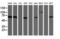 Negative Regulator Of Ubiquitin Like Proteins 1 antibody, LS-C175171, Lifespan Biosciences, Western Blot image 