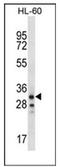 Olfactory Receptor Family 6 Subfamily K Member 2 antibody, AP53097PU-N, Origene, Western Blot image 