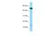 Small Proline Rich Protein 1B antibody, A09563, Boster Biological Technology, Western Blot image 