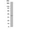 OBCAM antibody, R30300, NSJ Bioreagents, Western Blot image 