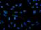 Protein Kinase AMP-Activated Catalytic Subunit Alpha 1 antibody, A00994-3, Boster Biological Technology, Immunofluorescence image 