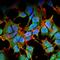 Potassium Voltage-Gated Channel Subfamily J Member 8 antibody, orb376703, Biorbyt, Immunofluorescence image 