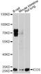 Inducible T Cell Costimulator antibody, STJ24118, St John