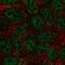 Semaphorin-4A antibody, PA5-64402, Invitrogen Antibodies, Immunofluorescence image 