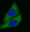 Cytochrome P450 Family 3 Subfamily A Member 4 antibody, FNab02165, FineTest, Immunofluorescence image 