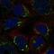 WC1 antibody, HPA009137, Atlas Antibodies, Immunofluorescence image 