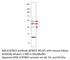 BTB Domain Containing 3 antibody, BTBD3-301AP, FabGennix, Western Blot image 