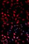 Heat Shock Protein Family B (Small) Member 1 antibody, orb129636, Biorbyt, Immunocytochemistry image 
