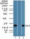 Syndecan 4 antibody, PA5-23258, Invitrogen Antibodies, Western Blot image 