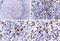 MALT1 Paracaspase antibody, NB100-56158, Novus Biologicals, Immunohistochemistry frozen image 