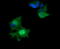 HRas Proto-Oncogene, GTPase antibody, LS-C174469, Lifespan Biosciences, Immunofluorescence image 