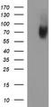 Mucosal Vascular Addressin Cell Adhesion Molecule 1 antibody, LS-C788360, Lifespan Biosciences, Western Blot image 