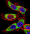 Y-Box Binding Protein 1 antibody, LS-C100024, Lifespan Biosciences, Immunofluorescence image 