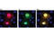 GFP antibody, 2956T, Cell Signaling Technology, Immunofluorescence image 