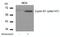 Cyclin B1 antibody, 79-247, ProSci, Western Blot image 