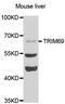 Tripartite Motif Containing 69 antibody, A5910, ABclonal Technology, Western Blot image 