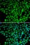 MutY DNA Glycosylase antibody, LS-C331584, Lifespan Biosciences, Immunofluorescence image 