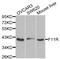 F11 Receptor antibody, MBS126747, MyBioSource, Western Blot image 