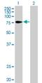 TUB Like Protein 4 antibody, H00056995-B01P, Novus Biologicals, Western Blot image 