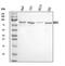MutL Homolog 1 antibody, A00126-1, Boster Biological Technology, Western Blot image 