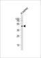 Neuropeptide Y Receptor Y2 antibody, M04721, Boster Biological Technology, Western Blot image 