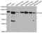 Toll Like Receptor 8 antibody, A01541-2, Boster Biological Technology, Western Blot image 