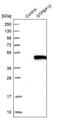 GTP Binding Protein 10 antibody, PA5-54324, Invitrogen Antibodies, Western Blot image 