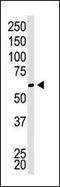 Chromobox 4 antibody, PA5-12200, Invitrogen Antibodies, Western Blot image 