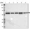 Target Of Myb1 Membrane Trafficking Protein antibody, NBP1-86170, Novus Biologicals, Western Blot image 