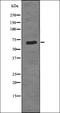 CREB Regulated Transcription Coactivator 1 antibody, orb336178, Biorbyt, Western Blot image 