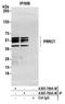 Proline Rich Coiled-Coil 1 antibody, A305-783A-M, Bethyl Labs, Immunoprecipitation image 