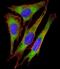 Ribosomal Protein S10 antibody, M06898, Boster Biological Technology, Immunofluorescence image 