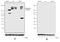 Insulin Receptor Substrate 1 antibody, 701748, Invitrogen Antibodies, Western Blot image 