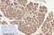 Caspase 9 antibody, M00080-5, Boster Biological Technology, Immunohistochemistry frozen image 