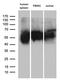 V-Set Immunoregulatory Receptor antibody, LS-C796314, Lifespan Biosciences, Western Blot image 
