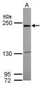 Leucine-rich repeat serine/threonine-protein kinase 1 antibody, PA5-28565, Invitrogen Antibodies, Western Blot image 