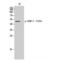 Dihydropyrimidinase Like 2 antibody, LS-C381405, Lifespan Biosciences, Western Blot image 