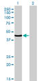 Transcription Factor 7 antibody, LS-C133470, Lifespan Biosciences, Western Blot image 