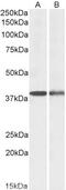 Serpin Family B Member 1 antibody, 43-507, ProSci, Enzyme Linked Immunosorbent Assay image 