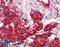 Neuroligin 2 antibody, LS-B10289, Lifespan Biosciences, Immunohistochemistry paraffin image 