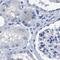 Hemogen antibody, PA5-54037, Invitrogen Antibodies, Immunohistochemistry frozen image 