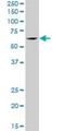 Transforming Growth Factor Beta Regulator 4 antibody, H00009238-B01P, Novus Biologicals, Western Blot image 