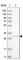 WBSCR27 antibody, HPA022420, Atlas Antibodies, Western Blot image 