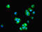 BTB Domain Containing 6 antibody, LS-C211826, Lifespan Biosciences, Immunofluorescence image 