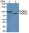 Transportin 1 antibody, MBS2001369, MyBioSource, Western Blot image 